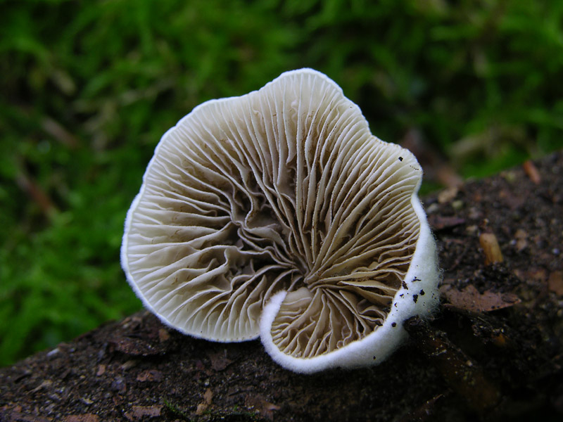 Per funghi con alberto.